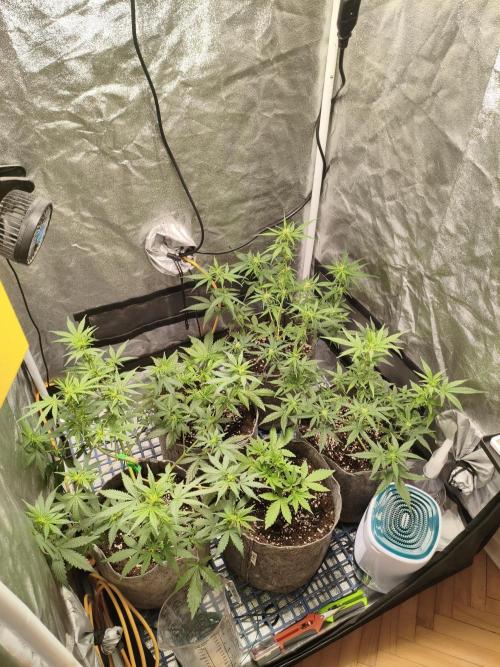 Humboldt & RQS | Jelly Donutz, Hyperion. Week 6 - Overall