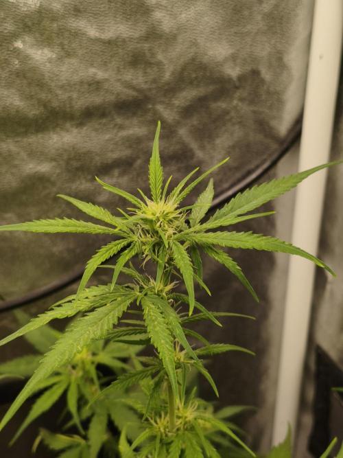 Humboldt & RQS | Jelly Donutz, Hyperion. Week 6 - Cover