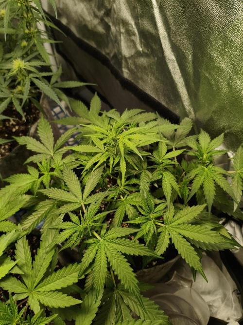 Humboldt, Sweet Seeds & RQS | Auto mix. Week 7 - Hyperion