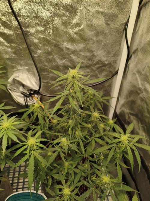 Humboldt, Sweet Seeds & RQS | Auto mix. Week 7 - Jelly Donutz