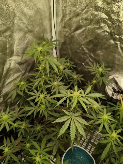 Humboldt, Sweet Seeds & RQS | Auto mix. Week 7 - Sweet Cheese 