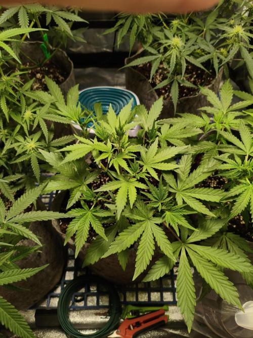 Humboldt, Sweet Seeds & RQS | Auto mix. Week 7 - Sweet Cheese #2