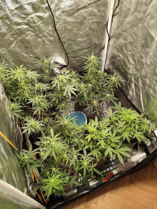 Humboldt, Sweet Seeds & RQS | Auto mix. Week 7 - Overall 