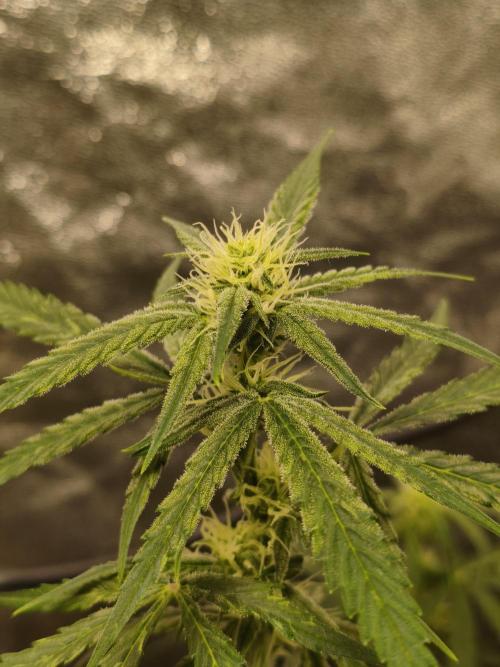 Humboldt, Sweet Seeds & RQS | Auto mix. Week 7 - Cover 