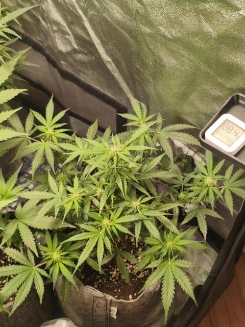 Humboldt, Sweet Seeds & RQS | Auto mix. Week 8 - Hyperion