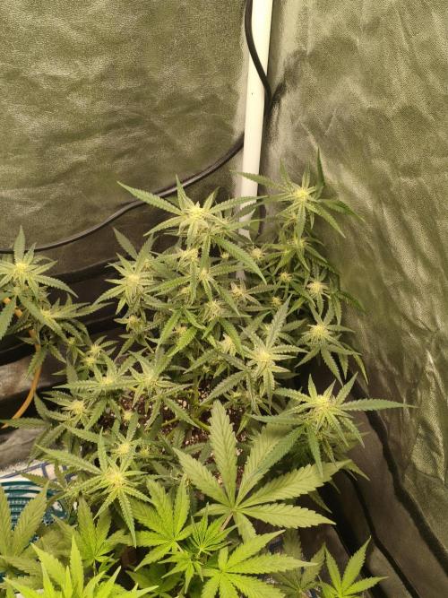 Humboldt, Sweet Seeds & RQS | Auto mix. Week 8 - Jelly Donutz 