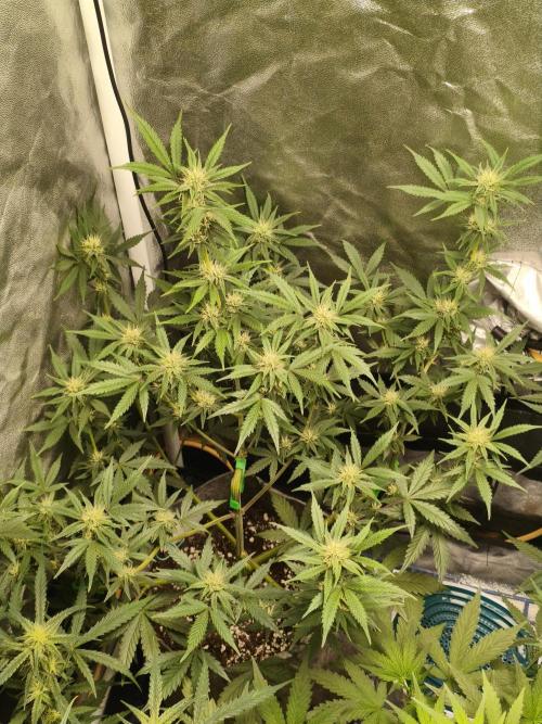 Humboldt, Sweet Seeds & RQS | Auto mix. Week 8 - Jelly Donutz #2