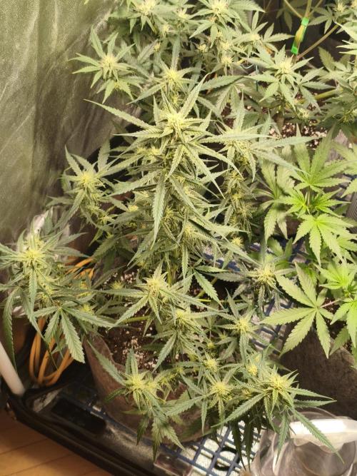 Humboldt, Sweet Seeds & RQS | Auto mix. Week 8 - Sweet Cheese 