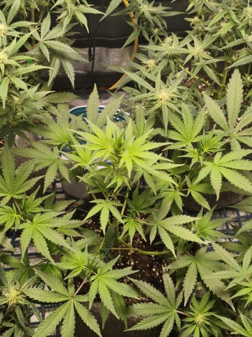 Humboldt, Sweet Seeds & RQS | Auto mix. Week 8 - Sweet Cheese #2