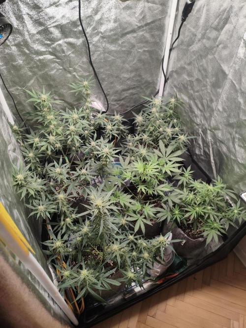 Humboldt, Sweet Seeds & RQS | Auto mix. Week 8 - Overall 