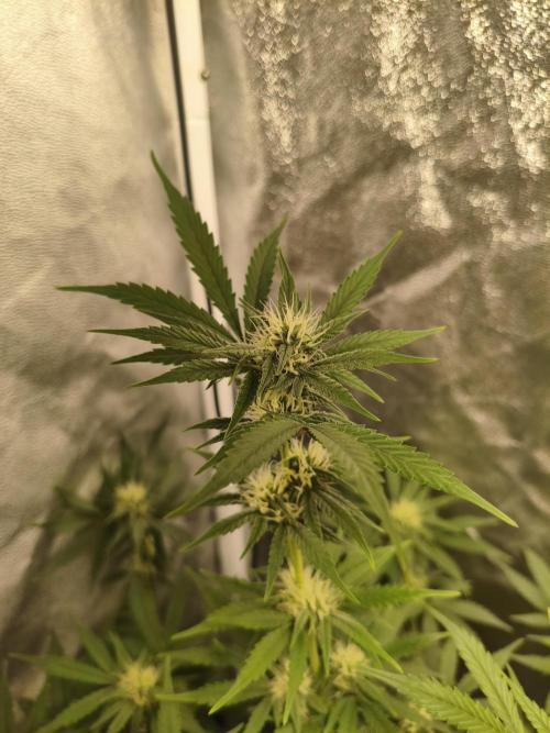 Humboldt, Sweet Seeds & RQS | Auto mix. Week 8 - Cover