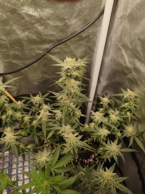Humboldt, Sweet Seeds & RQS | Auto mix. Week 9 - Jelly Donutz 
