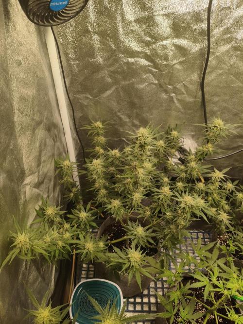 Humboldt, Sweet Seeds & RQS | Auto mix. Week 9 - Sweet Cheese 