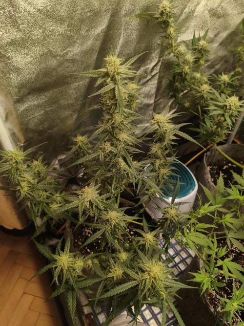 Humboldt, Sweet Seeds & RQS | Auto mix. Week 9 - Jelly Donutz #2