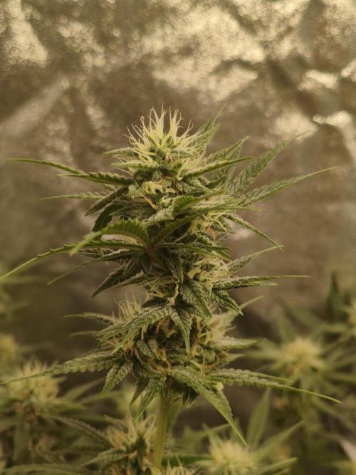 Humboldt, Sweet Seeds & RQS | Auto mix. Week 9 - Cover