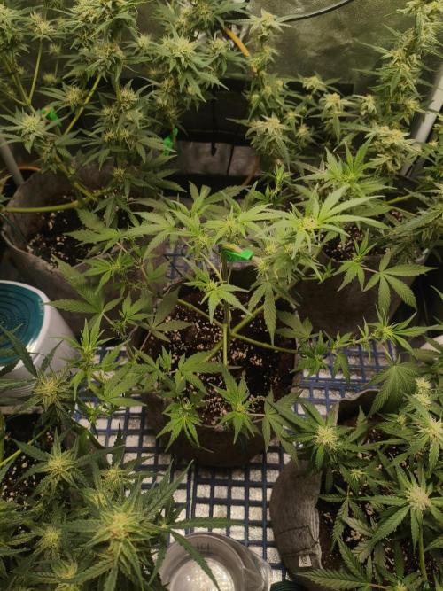 Humboldt, Sweet Seeds & RQS | Auto mix. Week 9 - Sweet Cheese #2