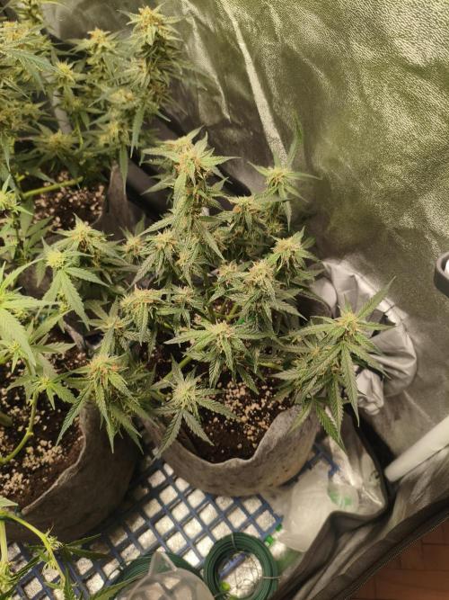 Humboldt, Sweet Seeds & RQS | Auto mix. Week 10 - Hyperion 