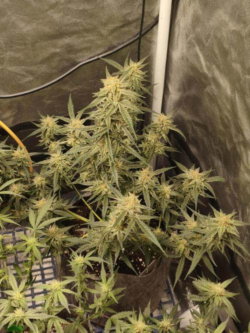 Humboldt, Sweet Seeds & RQS | Auto mix. Week 10 - Jelly Donutz