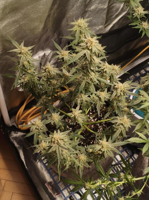 Humboldt, Sweet Seeds & RQS | Auto mix. Week 10 - Jelly Donutz #2