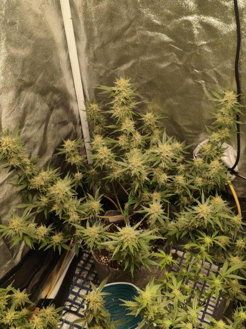 Humboldt, Sweet Seeds & RQS | Auto mix. Week 10 - Sweet Cheese 