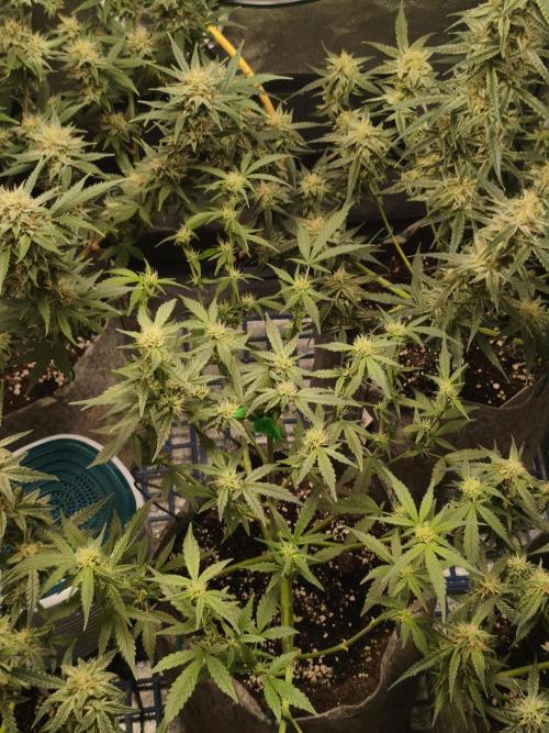 Humboldt, Sweet Seeds & RQS | Auto mix. Week 10 - Sweet Cheese #2