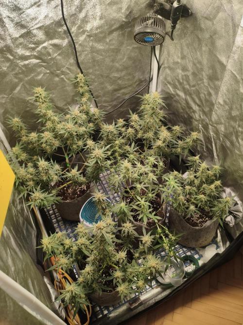 Humboldt, Sweet Seeds & RQS | Auto mix. Week 10 - Overall 