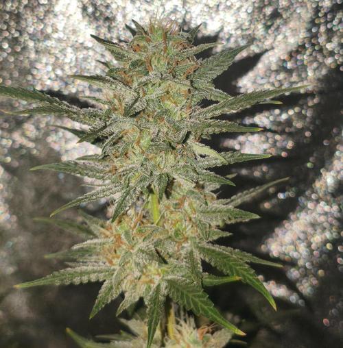 Humboldt, Sweet Seeds & RQS | Auto mix. Week 10 - Cover