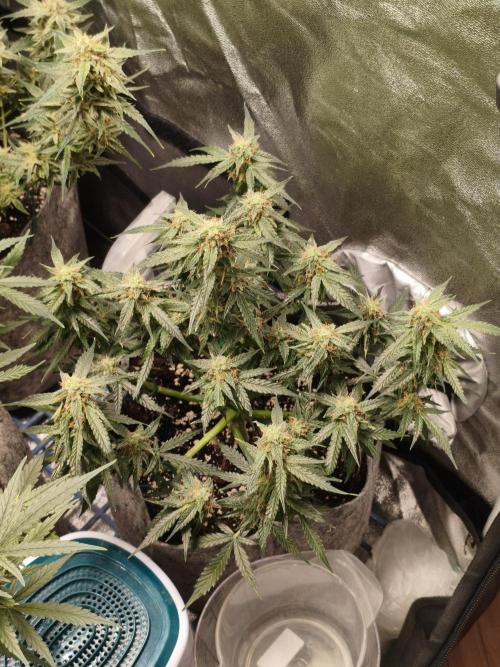Humboldt, Sweet Seeds & RQS | Auto mix. Week 11 - Hyperion 