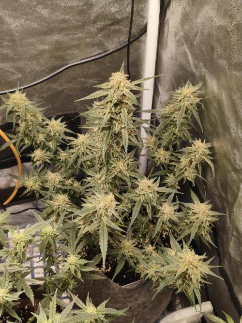 Humboldt, Sweet Seeds & RQS | Auto mix. Week 11 - Jelly Donutz 