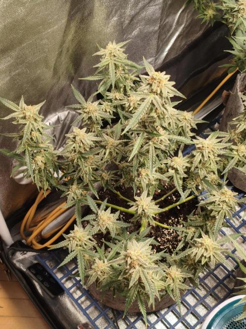 Humboldt, Sweet Seeds & RQS | Auto mix. Week 11 - Jelly Donutz #2