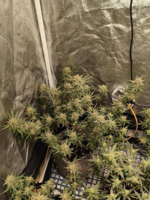 Humboldt, Sweet Seeds & RQS | Auto mix. Week 11 - Sweet Cheese 