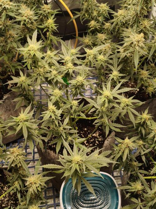 Humboldt, Sweet Seeds & RQS | Auto mix. Week 11 - Sweet Cheese #2