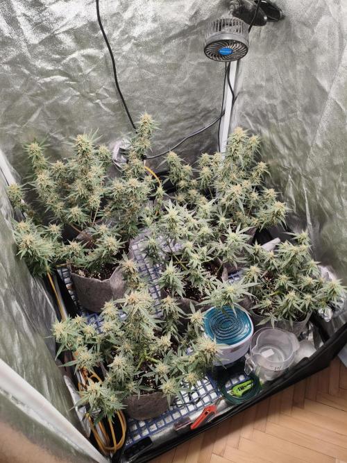 Humboldt, Sweet Seeds & RQS | Auto mix. Week 11 - Overall 