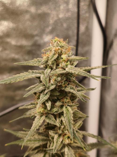Humboldt, Sweet Seeds & RQS | Auto mix. Week 11 - Cover