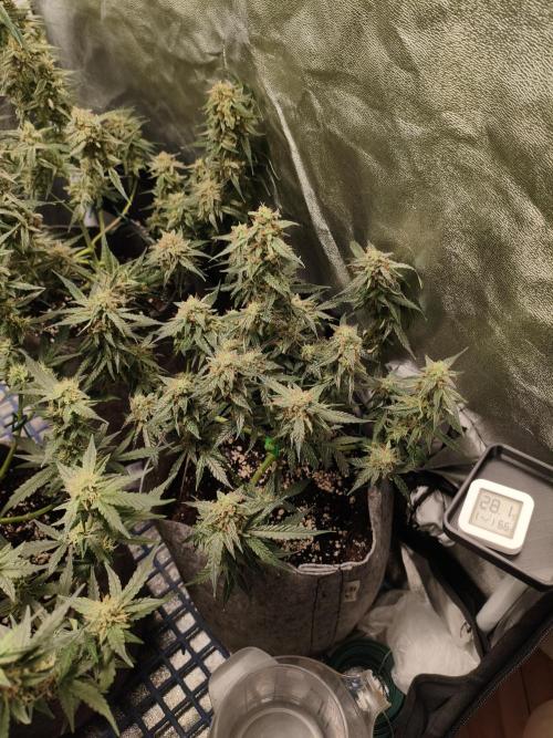 Humboldt, Sweet Seeds & RQS | Auto mix. Week 12