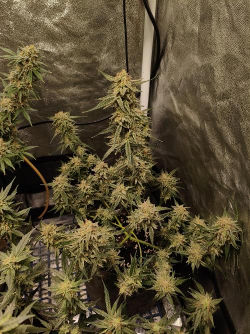 Humboldt, Sweet Seeds & RQS | Auto mix. Week 12