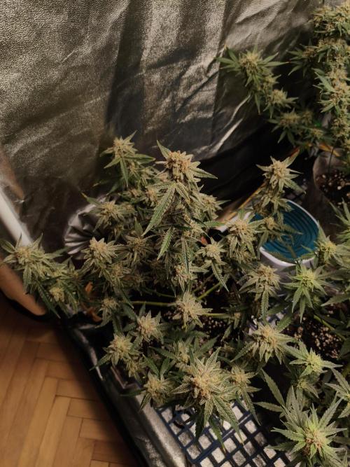 Humboldt, Sweet Seeds & RQS | Auto mix. Week 12