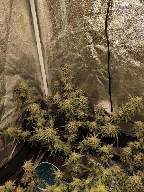 Humboldt, Sweet Seeds & RQS | Auto mix. Week 12
