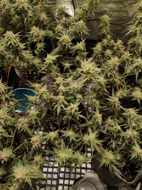 Humboldt, Sweet Seeds & RQS | Auto mix. Week 12