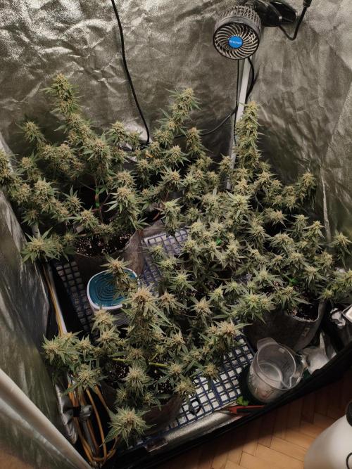Humboldt, Sweet Seeds & RQS | Auto mix. Week 12