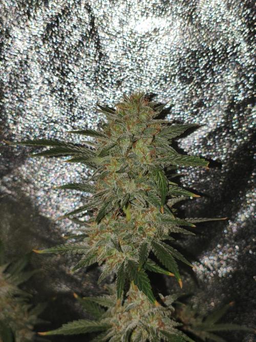 Sweet Seeds - Sweet Cheese Auto® door EaRtH