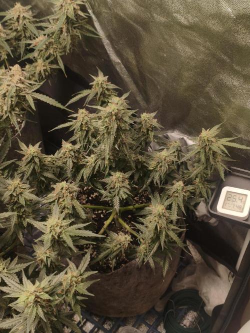 Humboldt, Sweet Seeds & RQS | Auto mix. Week 13