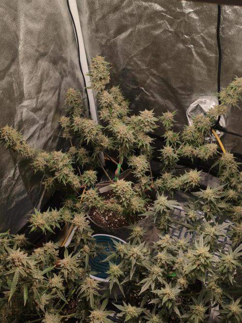 Humboldt, Sweet Seeds & RQS | Auto mix. Week 13