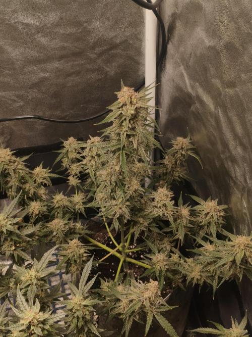 Humboldt, Sweet Seeds & RQS | Auto mix. Week 13