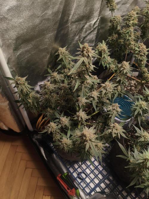 Humboldt, Sweet Seeds & RQS | Auto mix. Week 13