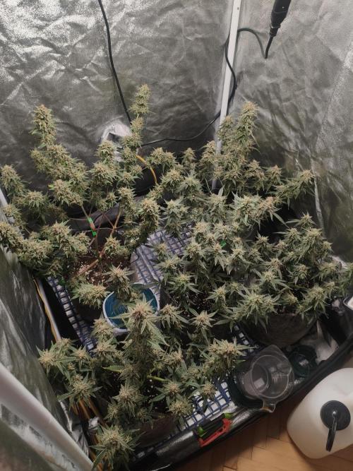 Humboldt, Sweet Seeds & RQS | Auto mix. Week 13