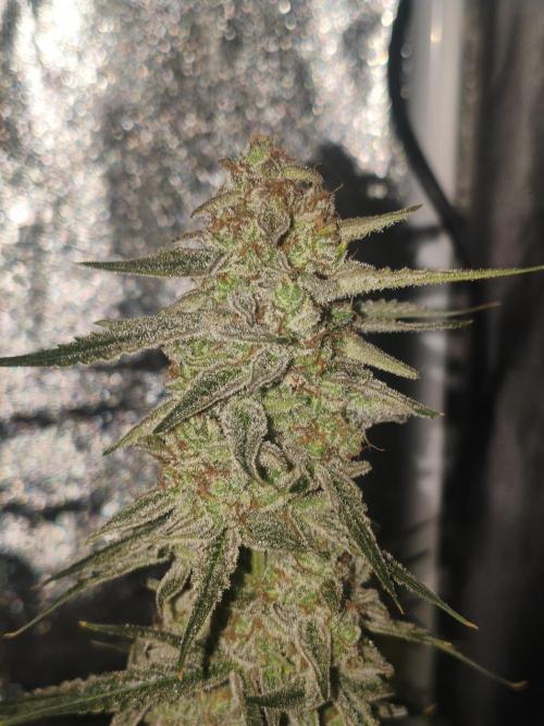 Humboldt, Sweet Seeds & RQS | Auto mix. Week 13
