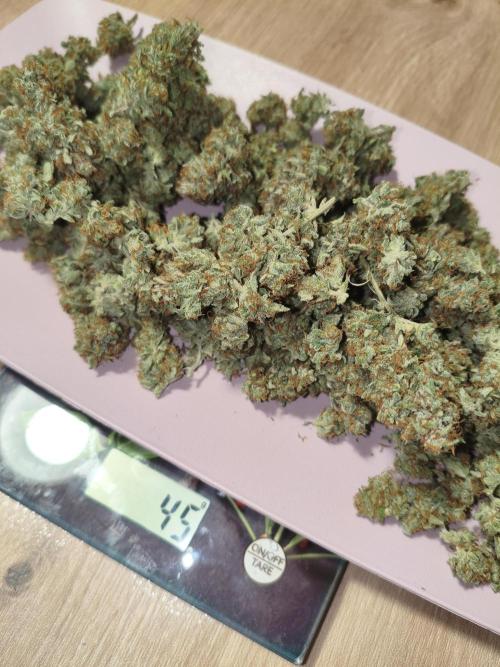 Humboldt, Sweet Seeds & RQS | Auto mix. Week 13