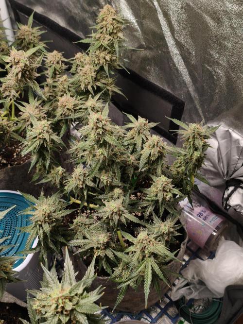 Humboldt, Sweet Seeds & RQS | Auto mix. Week 14