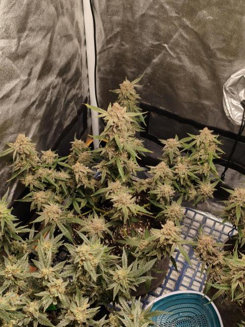 Humboldt, Sweet Seeds & RQS | Auto mix. Week 14